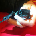 Goulds wattled bat
