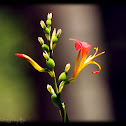 Canna indica