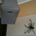 Huntsman Spider