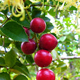 Frutos de Chile