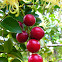 Avellano Chileno / Chilean Hazel