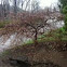 Japanese maple