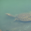 Florida softshell turtle