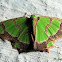 Geometer Moth