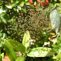 Argiope argentata