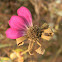 Zinnia