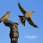 White Plumed Honeyeater