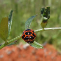 Multicolored Asian Lady Beetle