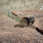 Rock Squirrel