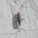 Silverfish