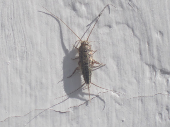 Spotting Image 1