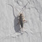Silverfish
