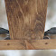 Tufted titmouse