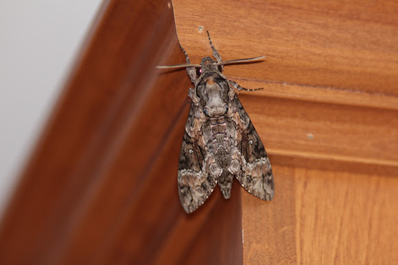 Spotting Image 1