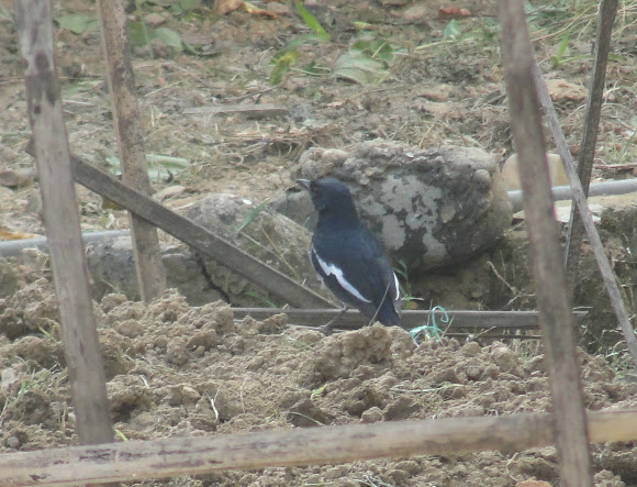 Spotting Image 1