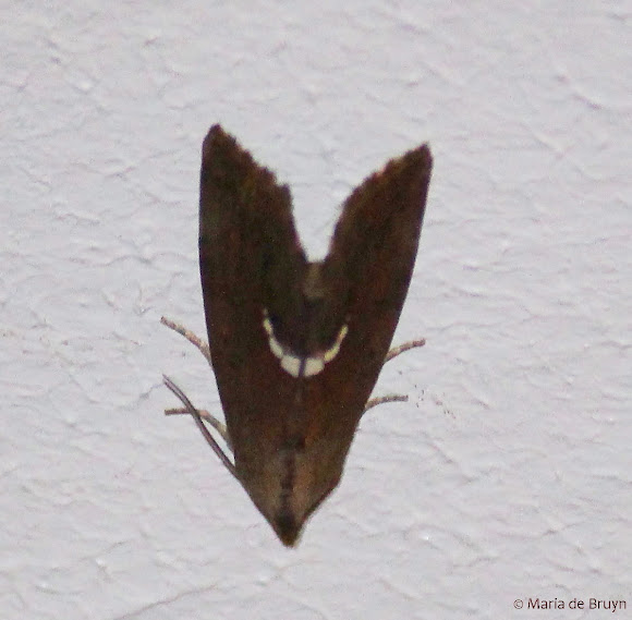 Spotting Image 1