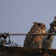 Great Horned Owl
