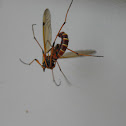 crane fly vs spider