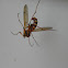 crane fly vs spider