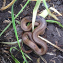 Northern Red-belly Snake