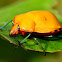 Cotton Harlequin Bug
