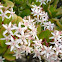 crassula ovata
