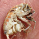 Amphipod
