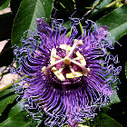 Passion Flower