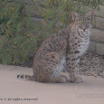 Tucson Wildlife Count