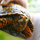 Eastern box turtle