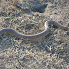 Red sand  boa