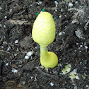 flowerpot parasol