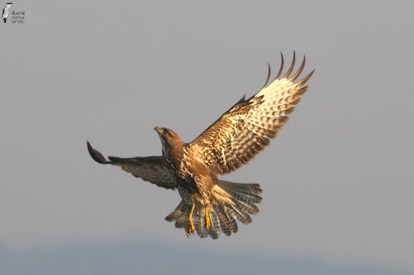 Spotting Image 1