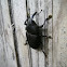 Coconut weevil / Broca do olho do coqueiro