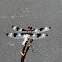 Twelve-spotted Skimmer