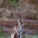Eastern Grey Kangaroo