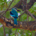Woodland Kingfisher