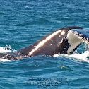Humpback Whale