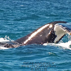 Humpback Whale