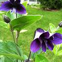 Purple Clematis