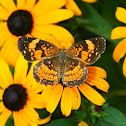Silvery Checkerspot