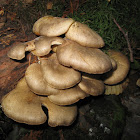 Oyster Mushroom