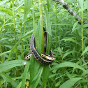 Common Garter Snake