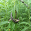 Common Garter Snake