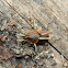 Harvestman