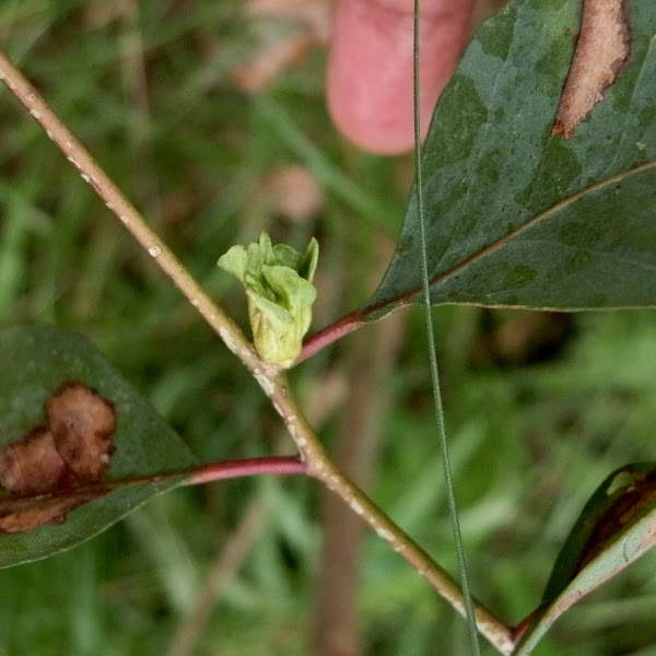 Fly gall on Eucalyptus Project Noah