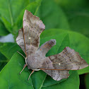 Populierenpijlstaart (Laothoe populi)