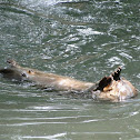Neotropical otter