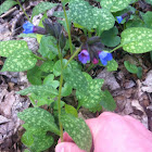 Lungwort