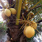 Coconut palm